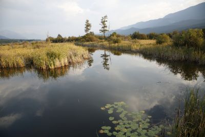 Trust Environmental Focus Renewed