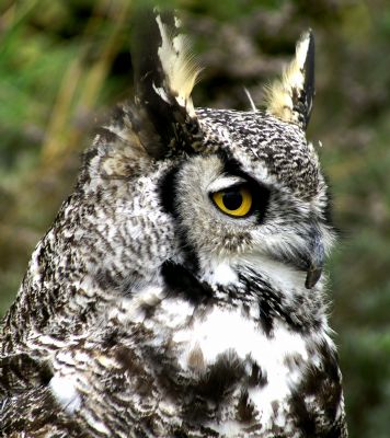 The Slocan Western Screech Owl Habitat Protection and Interpretation Project is one of 37 projects receiving support through Columbia Basin Trust’s Environmental Initiatives Program.