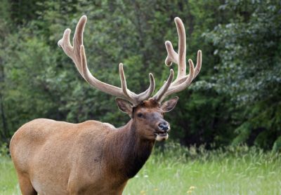 We Want Your Input on Plans to Conserve Local Fish and Wildlife