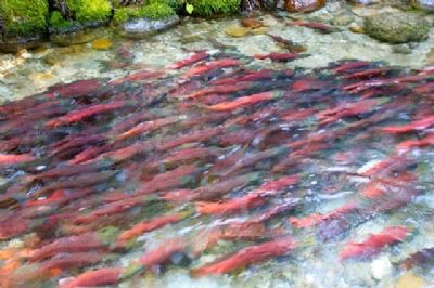 Grants Available for Environmental Projects