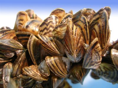 Invasive species like these zebra mussels can form dense monocultures and impact ecosystems, hydro-electric facilities, and recreational opportunities. Photo courtesy of US Fish and Wildlife Service.