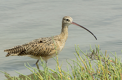 The long-billed curlew is one of the species that will be positively impacted by projects funded through UKEEP Grants.