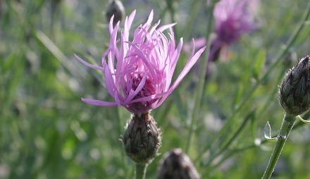 Take Action on Invasive Species