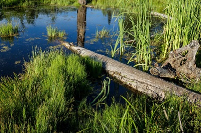 Significant Boost for Basin Ecosystems