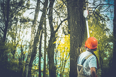 The Trust Increases Support For Short-Term Training