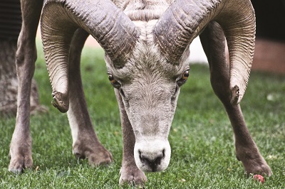 Reptiles, Grizzlies and More to Benefit from $1 Million