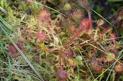 Large-Scale Projects Enhance Ecosystem Health