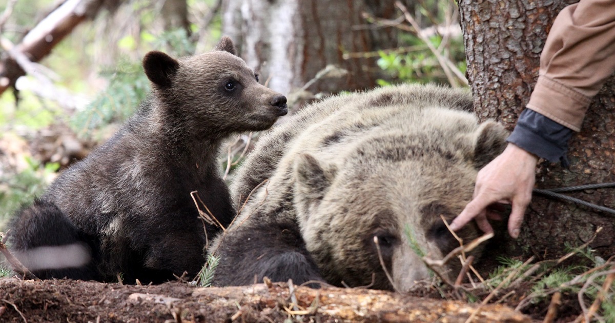 Reconnecting and Protecting Grizzlies