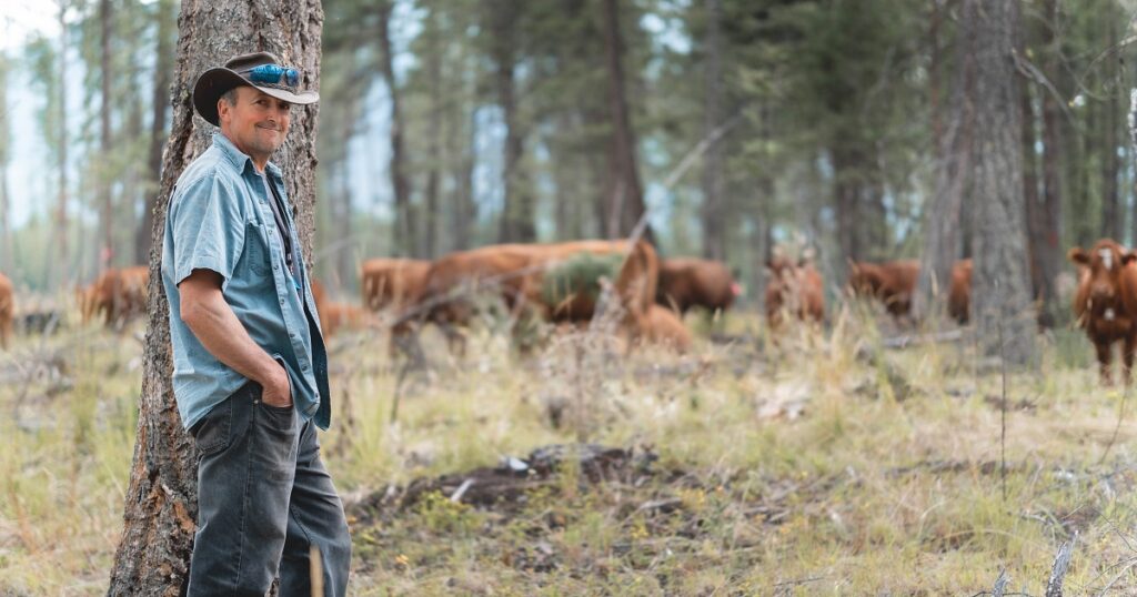 Cattle Put to Work to Suppress Fires