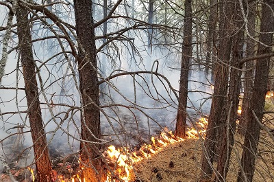 Creating Jobs While Focusing on Wildfire Reduction