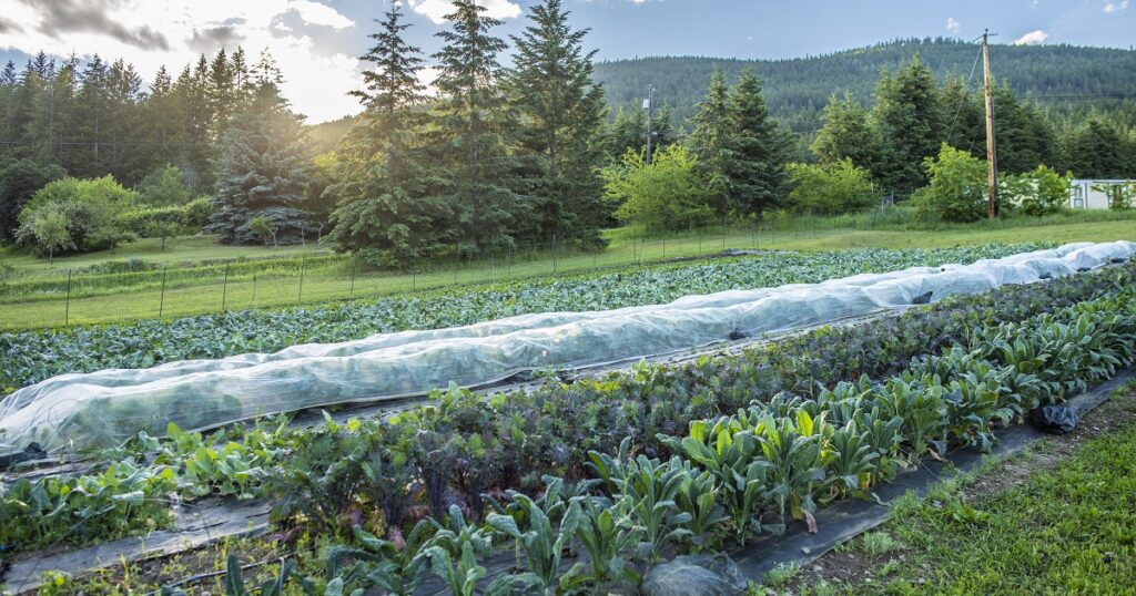 6 Ways to Support Local and Become More Climate Conscious