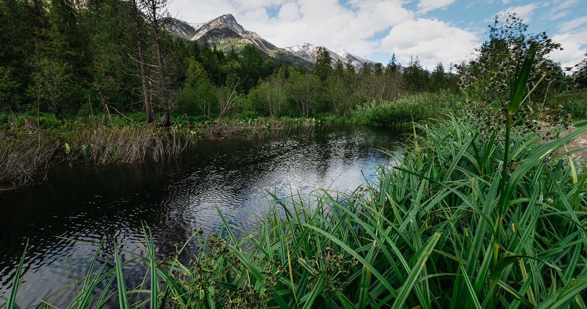 Wetlands Get a Little Help to Stay Wild