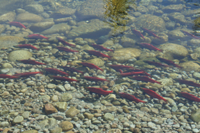 Celebrating Salmon and Calling Them Home