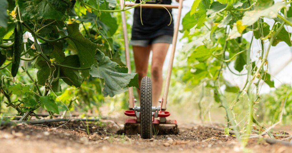 Blewett farm grows food access
