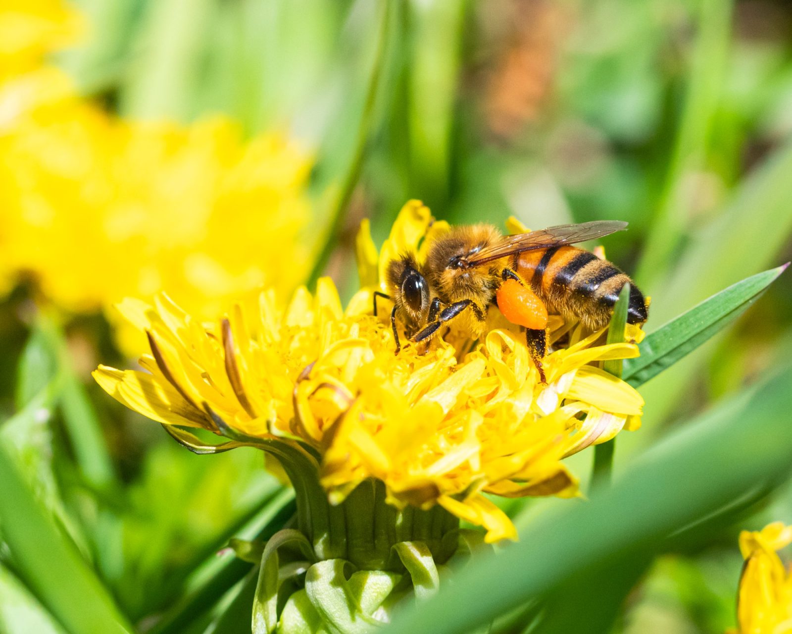 A beekeeper sweetens her skills