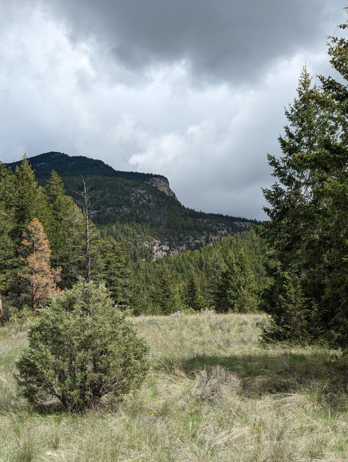 Protecting Land and People: Wildfire Mitigation and Ecological Restoration in Moyie and Columbia Lake