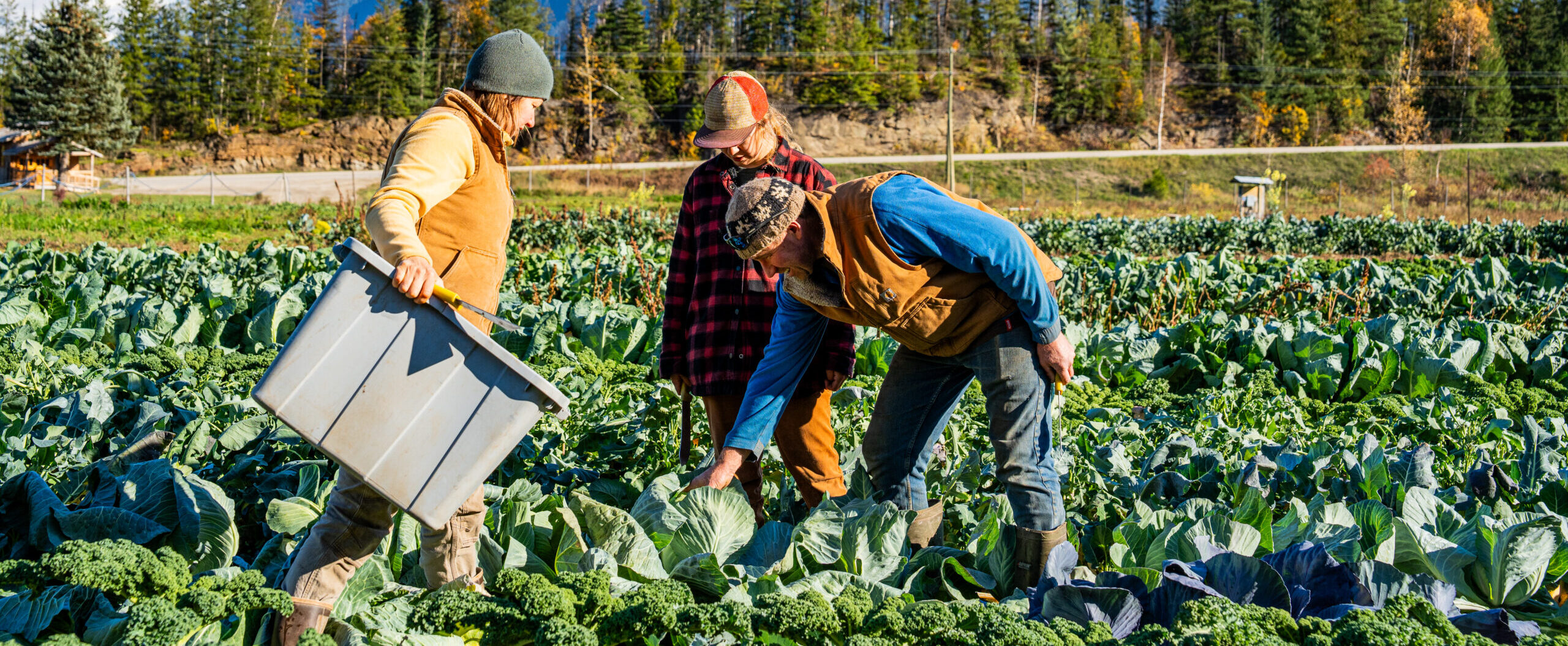 Resilient Food Crops Grants